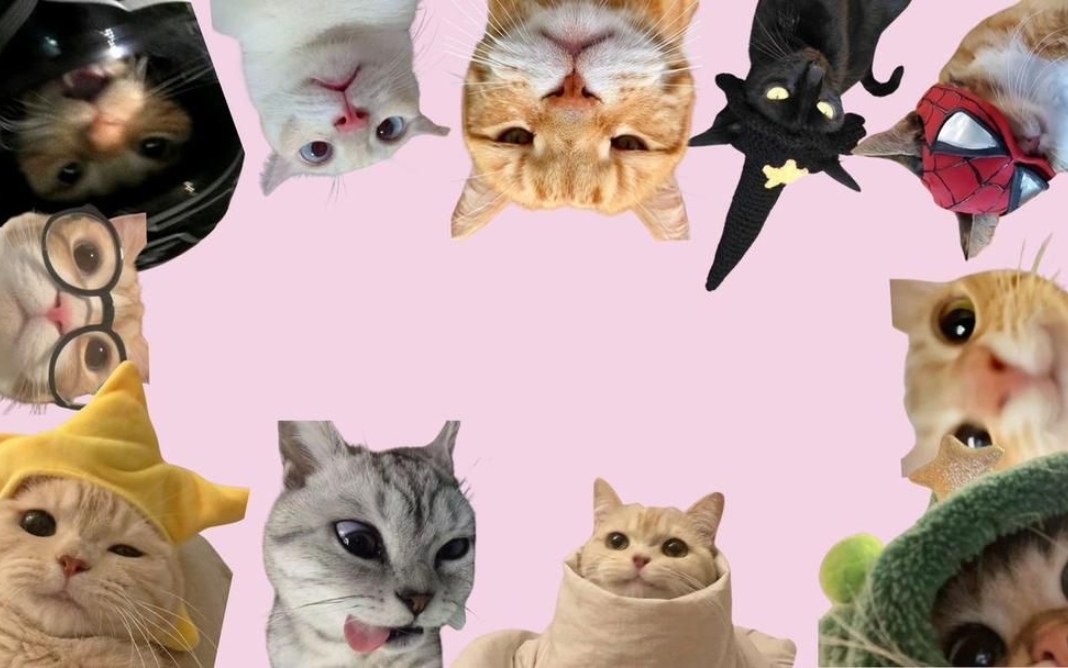 1763435908 592 Tong hop 50 hinh nen vo tri cute nhat cho