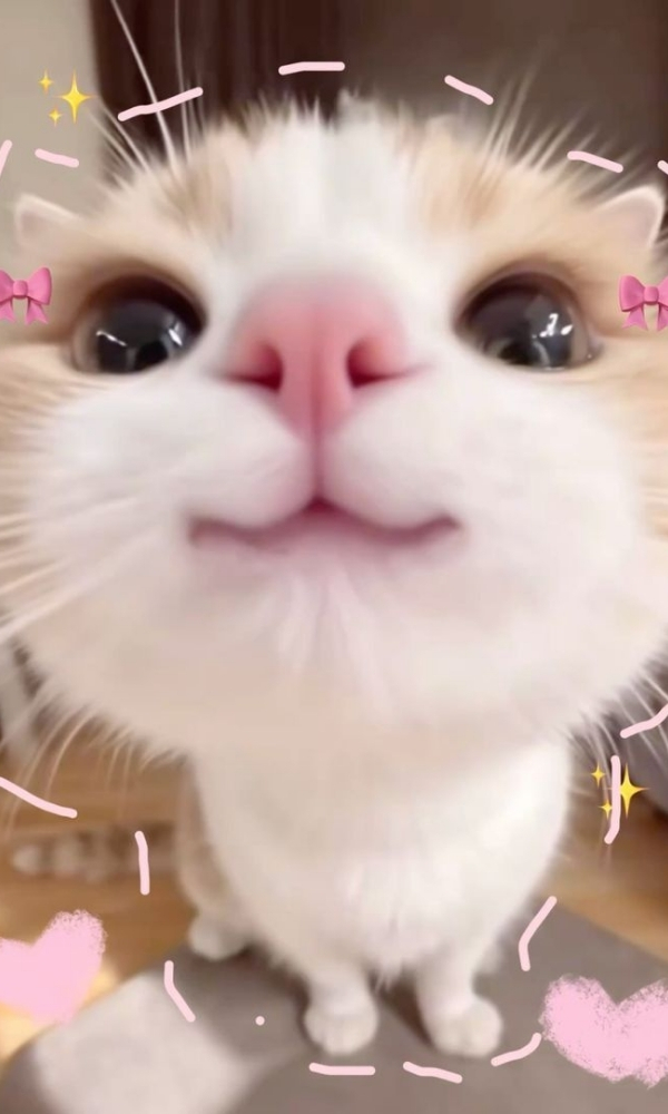 1763435918 238 Tong hop 50 hinh nen vo tri cute nhat cho